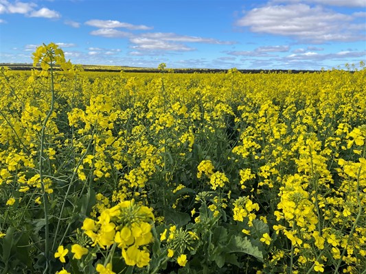 Home - Canola crop