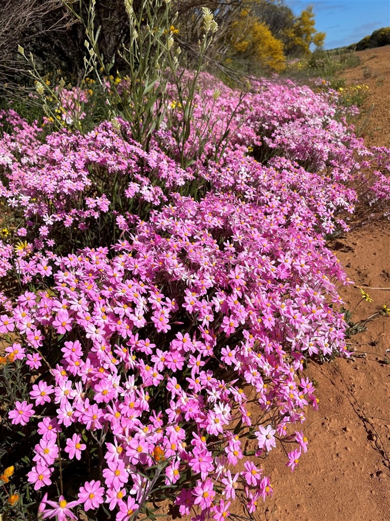 Image Gallery - Everlasting flowers